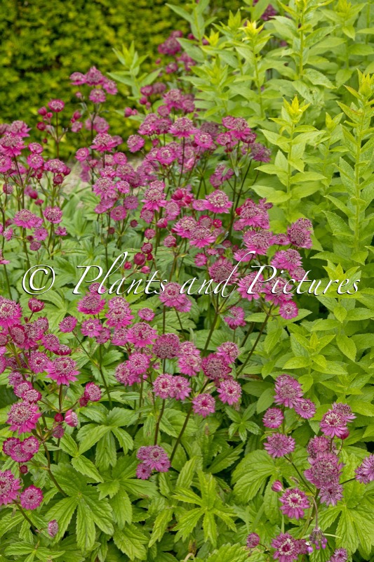 Astrantia major ‘Gill Richardson’