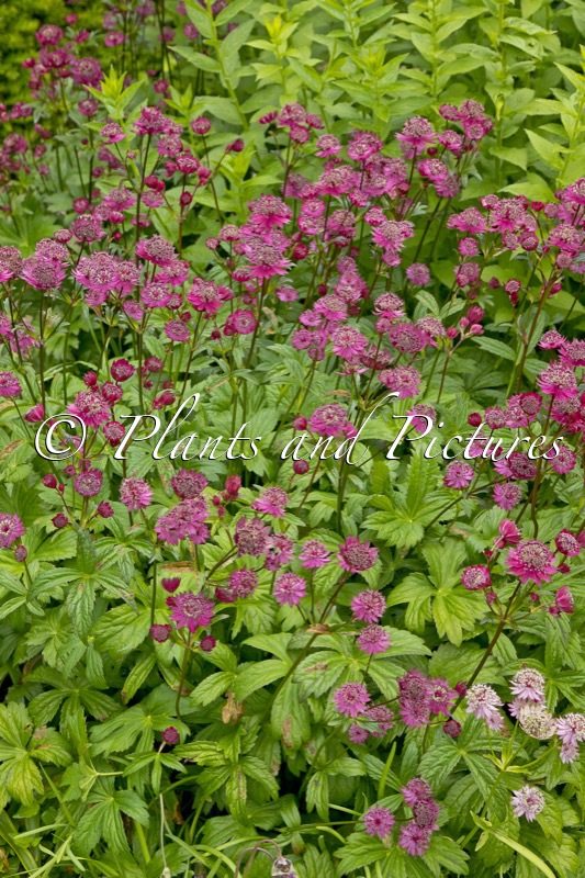 Astrantia major ‘Gill Richardson’