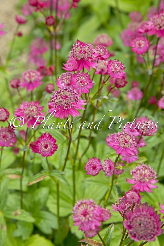 Astrantia major ‘Gill Richardson’
