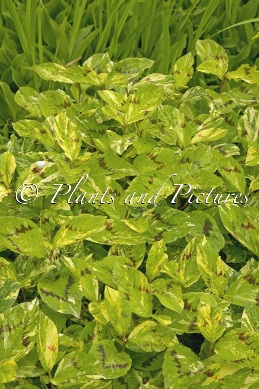 Persicaria filiformis ‘Painter’s Palette’