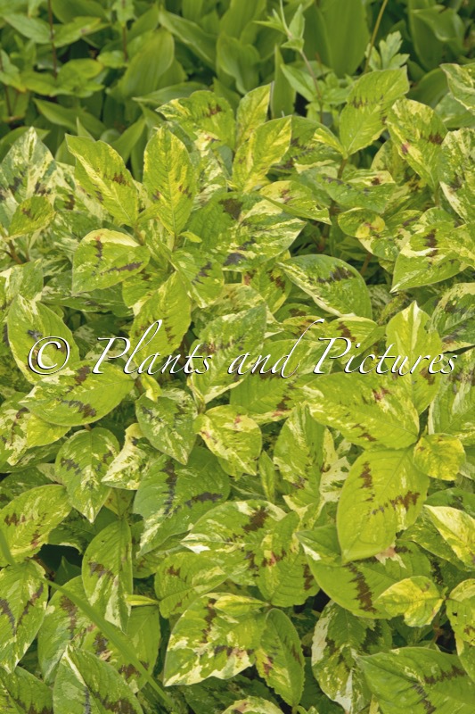 Persicaria filiformis ‘Painter’s Palette’