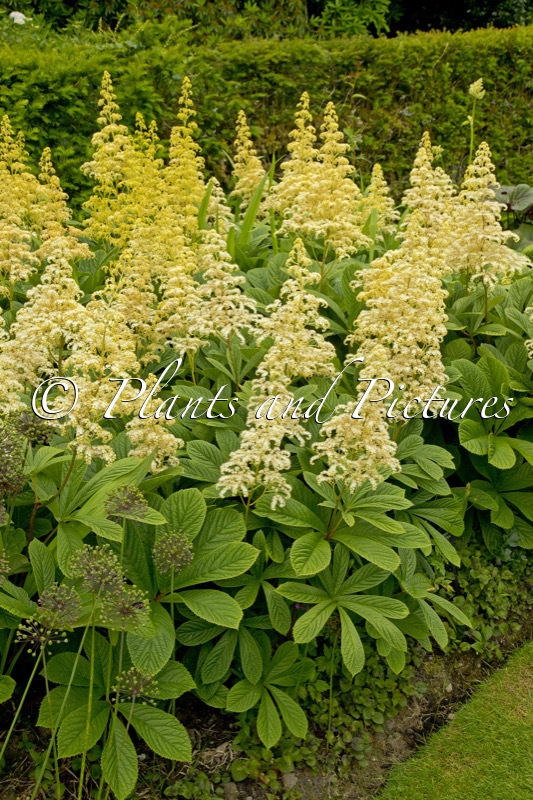 Rodgersia pinnata ‘Alba’