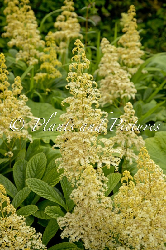 Rodgersia pinnata ‘Alba’