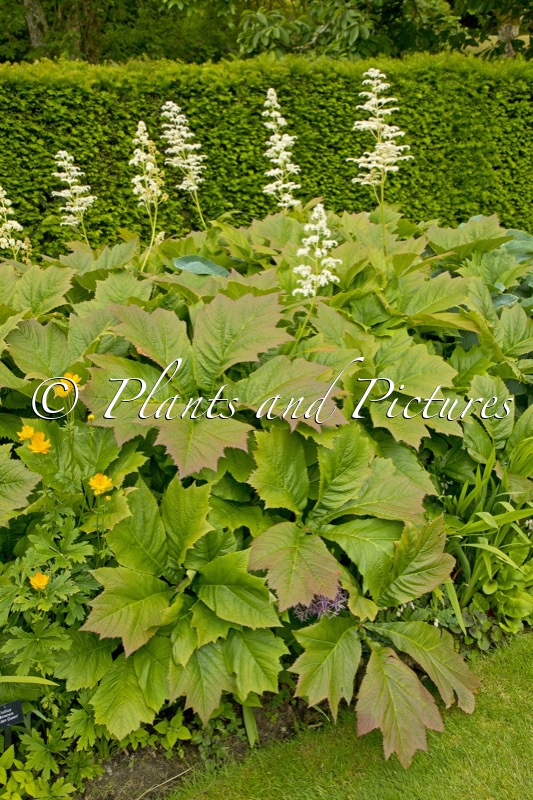 Rodgersia podophylla