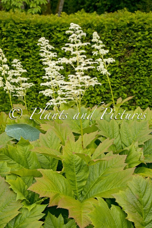 Rodgersia podophylla