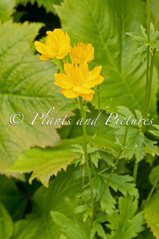 Trollius chinensis ‘Golden Queen’