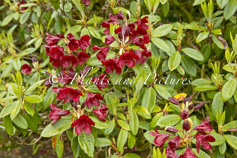 Rhododendron ‘Impi’