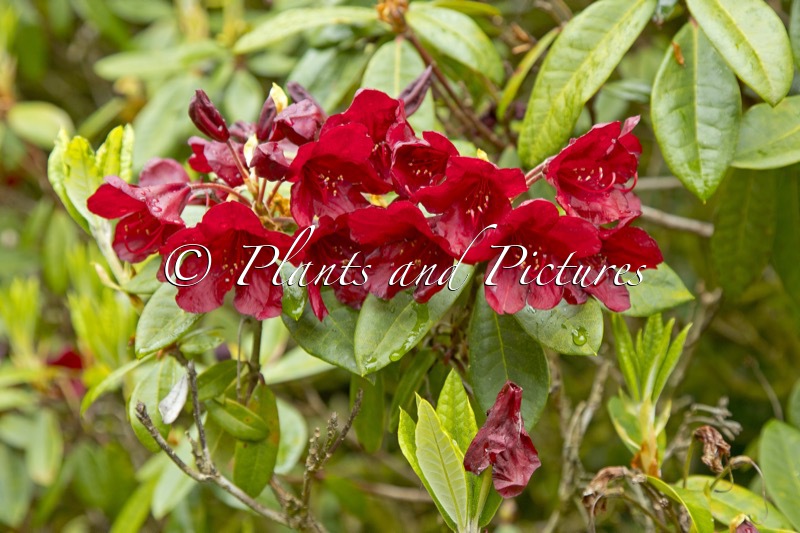 Rhododendron ‘Impi’