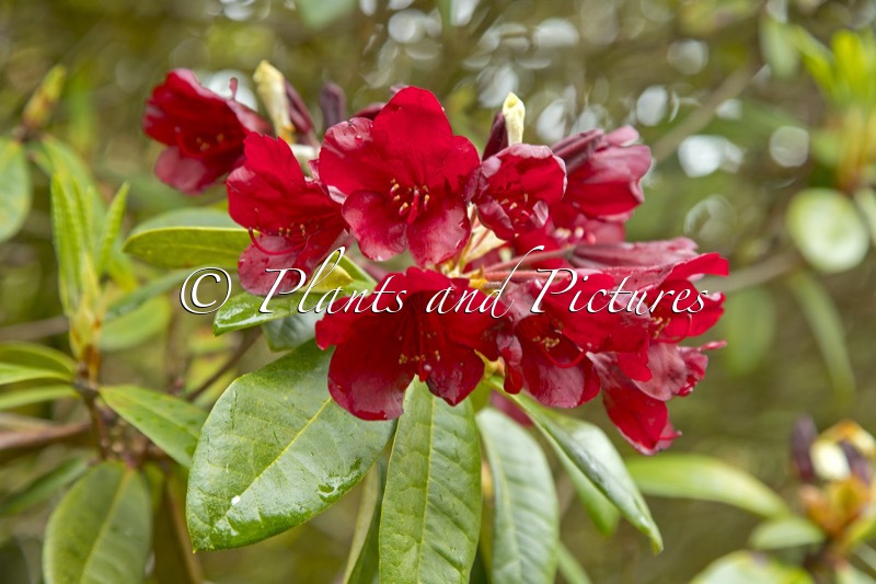 Rhododendron ‘Impi’