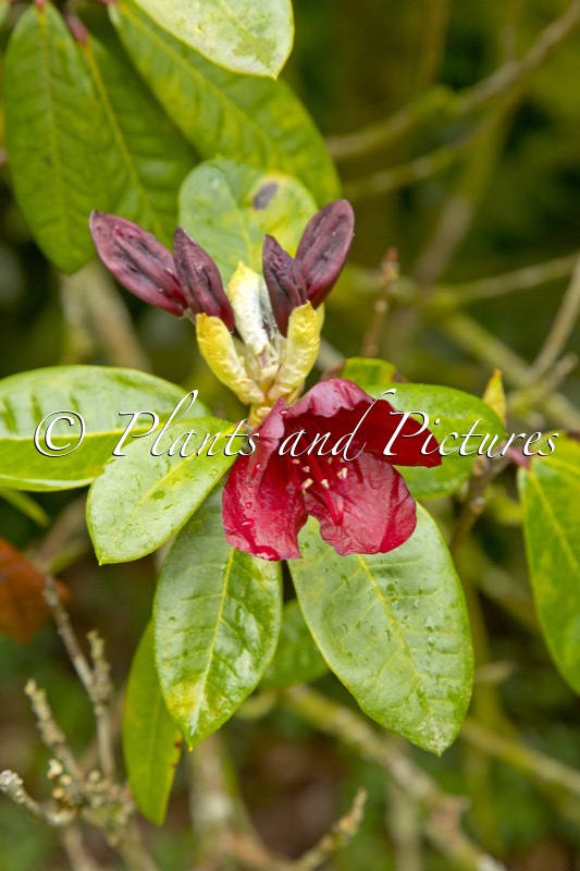 Rhododendron ‘Impi’