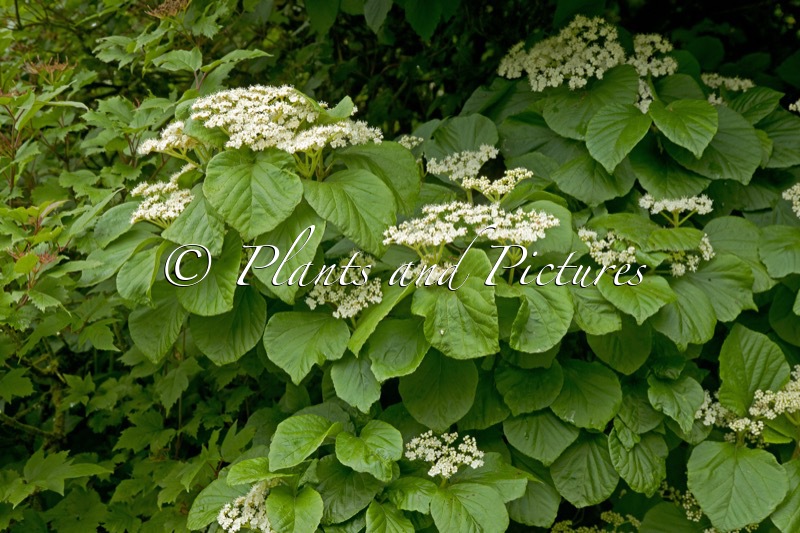 Viburnum corylifolium