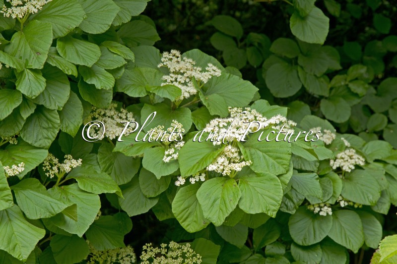 Viburnum corylifolium
