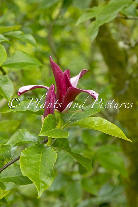 Magnolia liliiflora ‘Nigra’