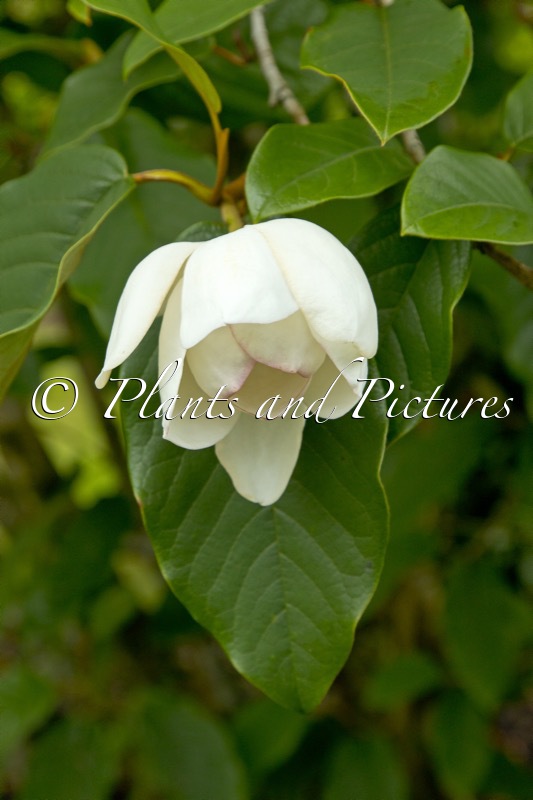 Magnolia globosa
