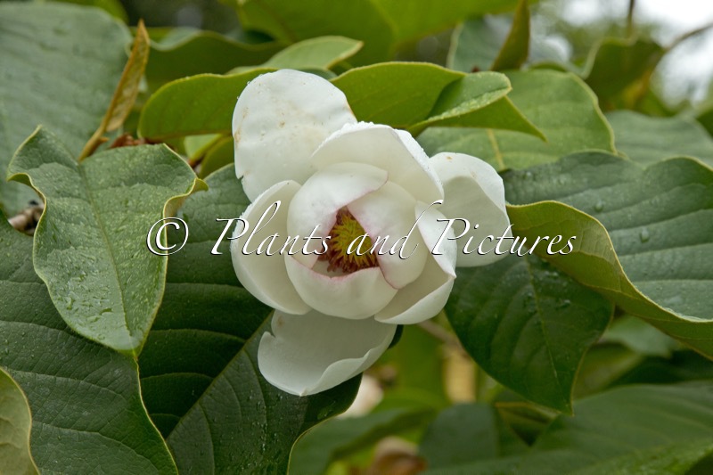 Magnolia globosa