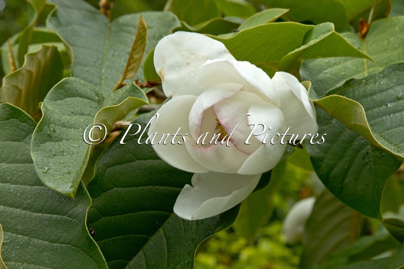 Magnolia globosa