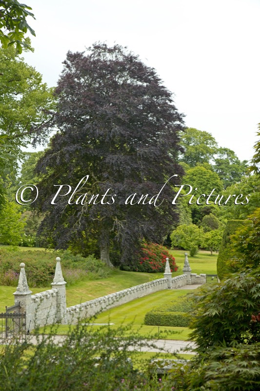 Fagus sylvatica ‘Atropunicea’