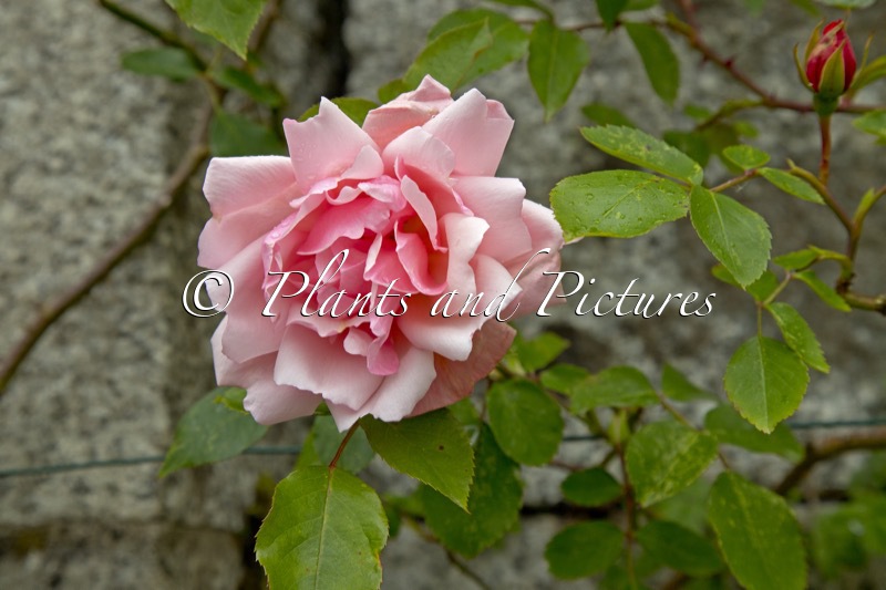 Rosa ‘Albertine’