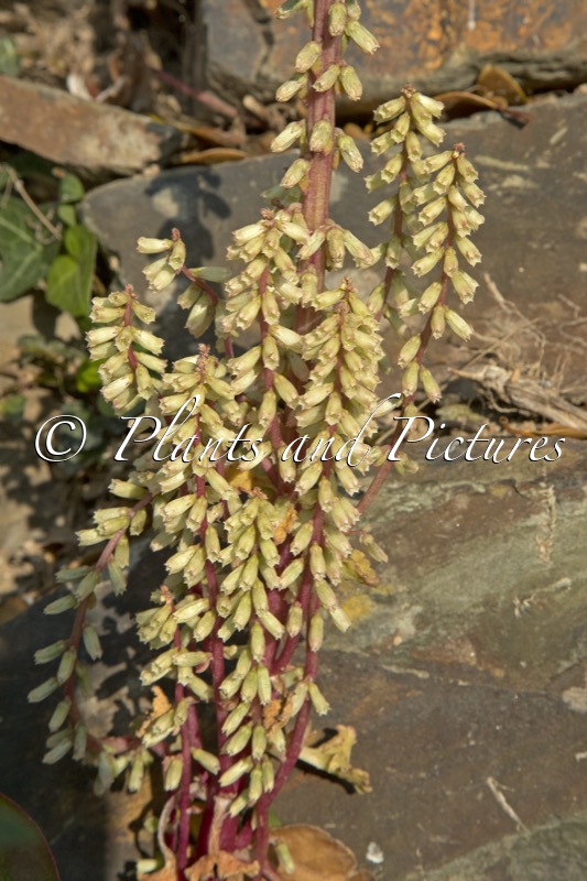 Umbilicus rupestris