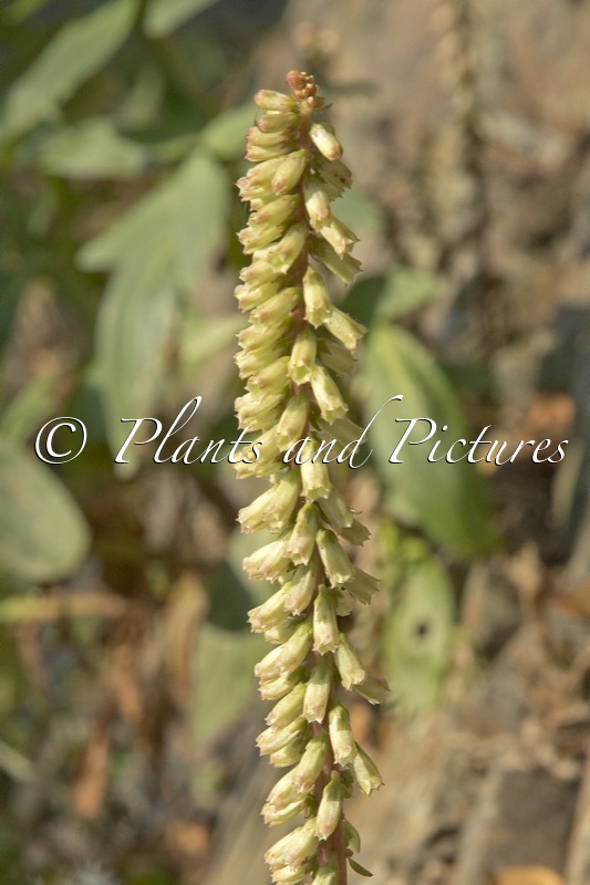 Umbilicus rupestris