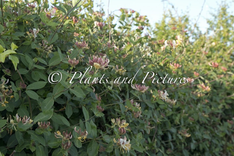 Lonicera caprifolium