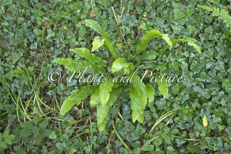 Asplenium scolopendrium