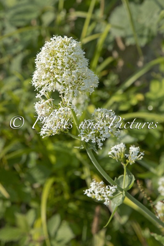 Centranthus ruber ‘Albus’