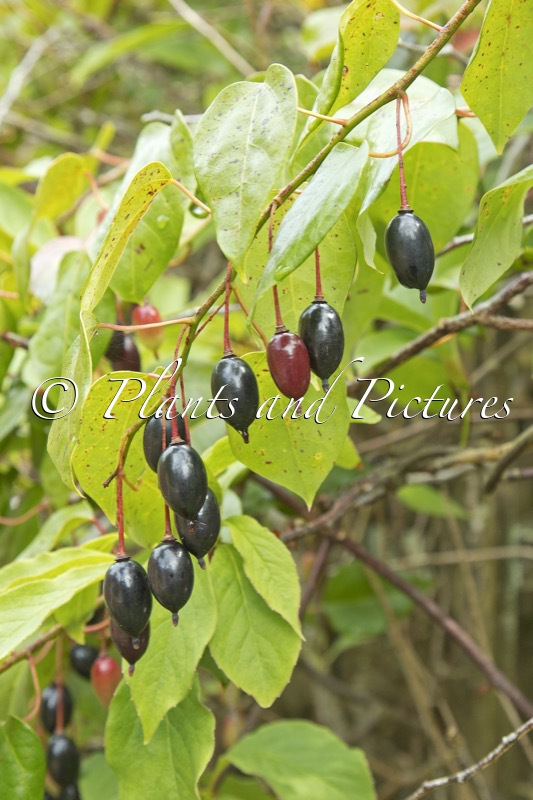 Berberidopsis beckleri