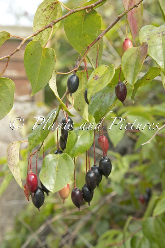 Berberidopsis beckleri