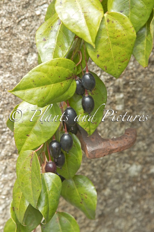 Berberidopsis beckleri