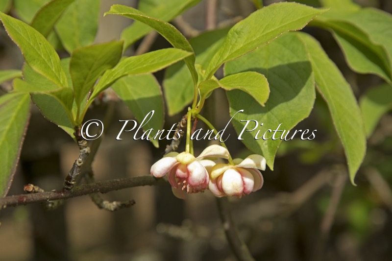 Schisandra grandiflora