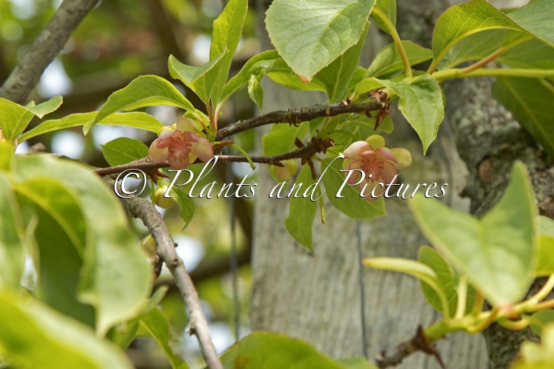 Schisandra grandiflora