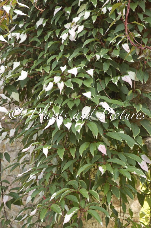 Actinidia pilosula
