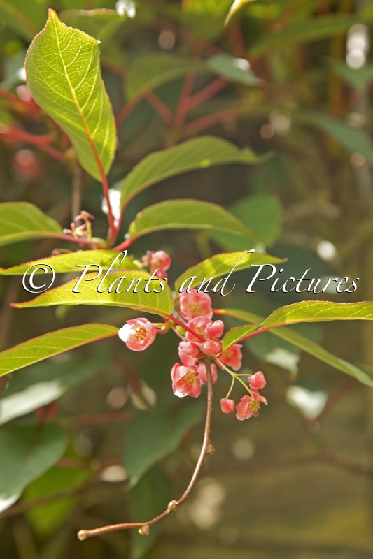 Actinidia pilosula