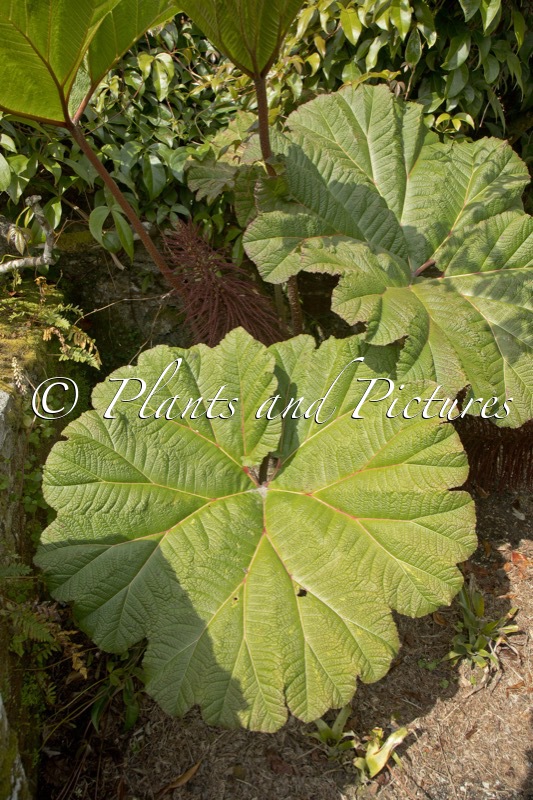 Gunnera insignis