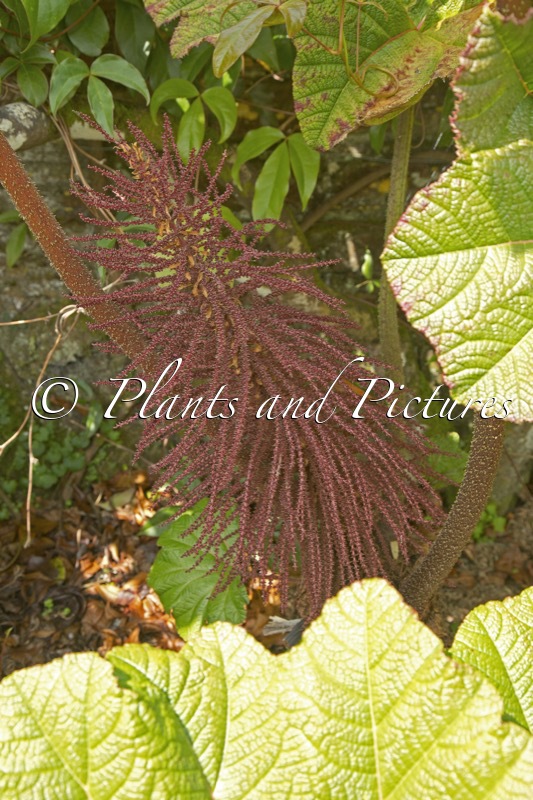 Gunnera insignis