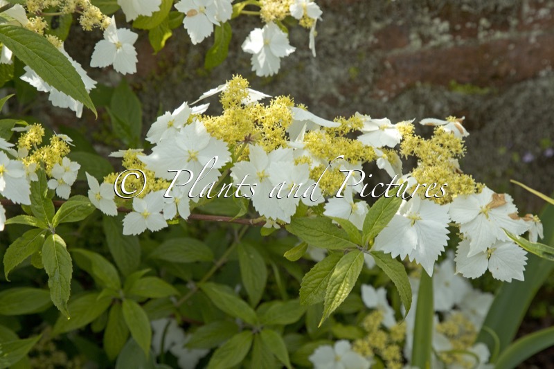 Hydrangea chinensis ‘Mon Long Shou’ (GOLDEN CRANE)