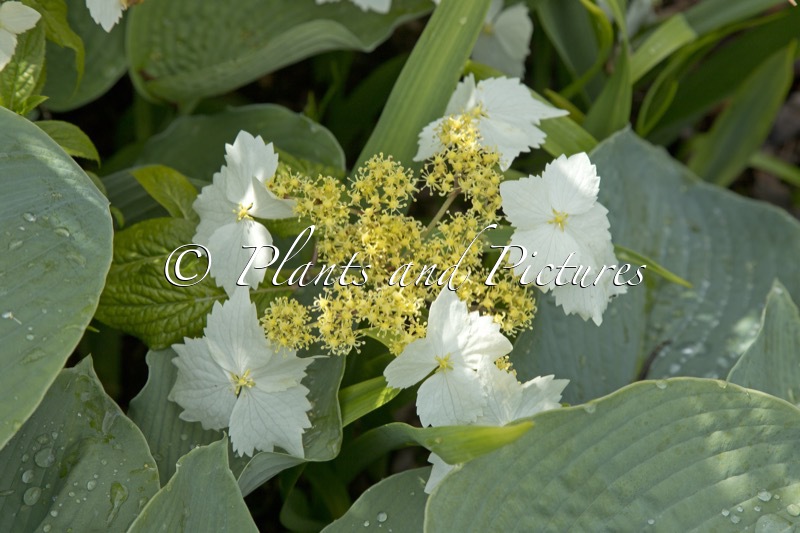 Hydrangea chinensis ‘Mon Long Shou’ (GOLDEN CRANE)
