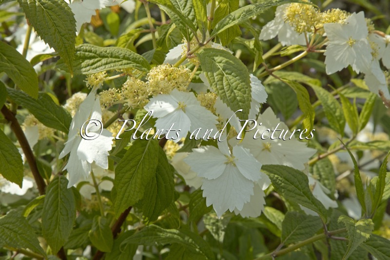 Hydrangea chinensis ‘Mon Long Shou’ (GOLDEN CRANE)