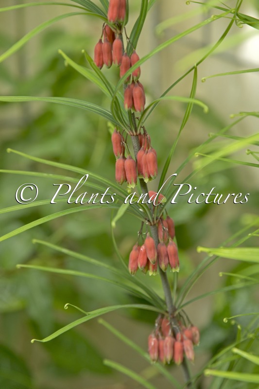 Polygonatum kingianum