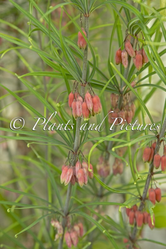 Polygonatum kingianum