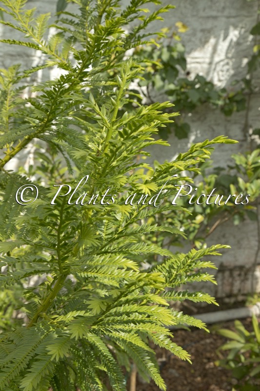 Retrophyllum rospigliosi