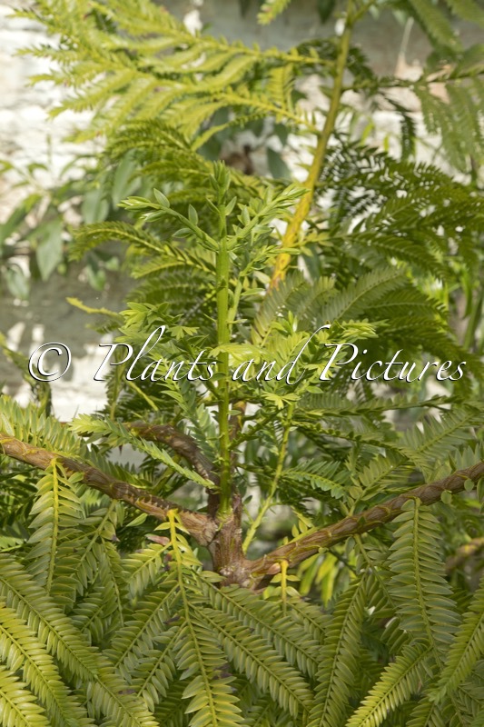 Retrophyllum rospigliosi