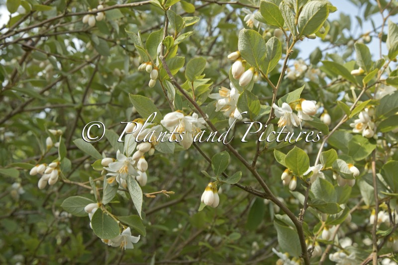 Styrax limprichtii