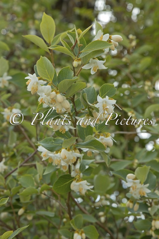 Styrax limprichtii