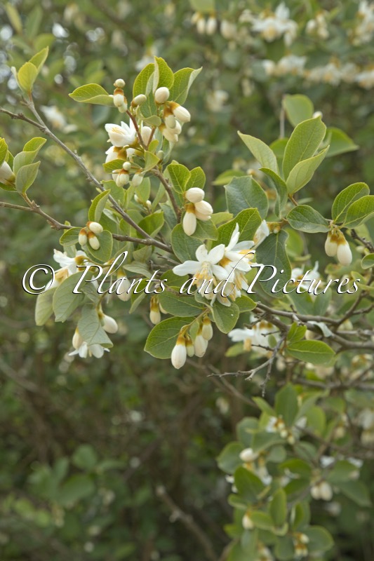 Styrax limprichtii