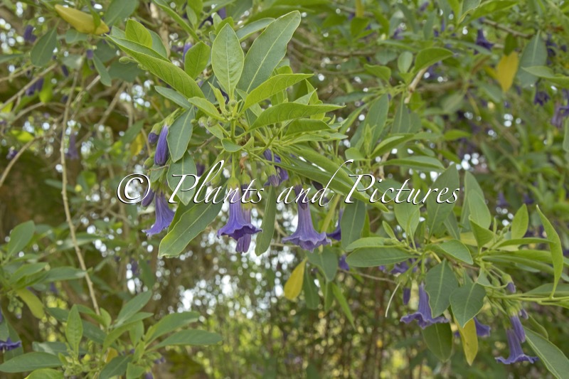 Iochroma australe