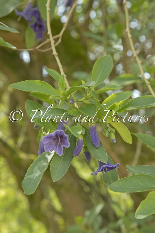Iochroma australe