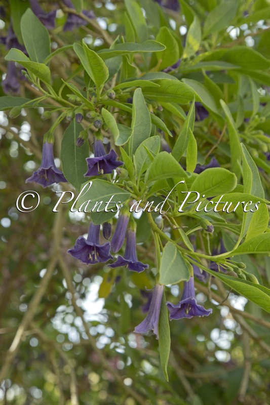 Iochroma australe