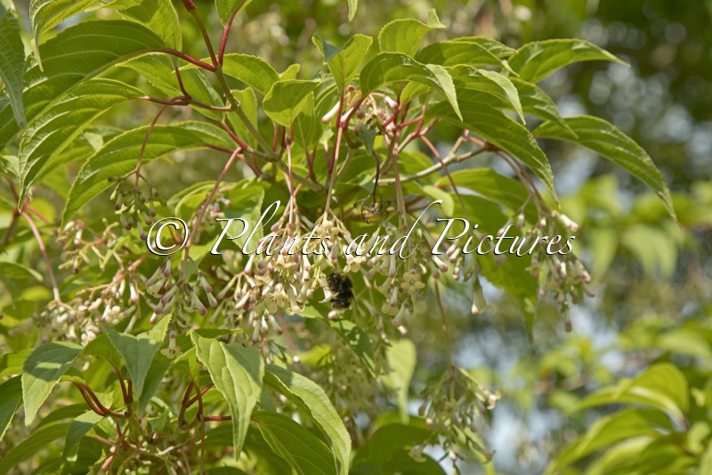 Viburnum erubescens